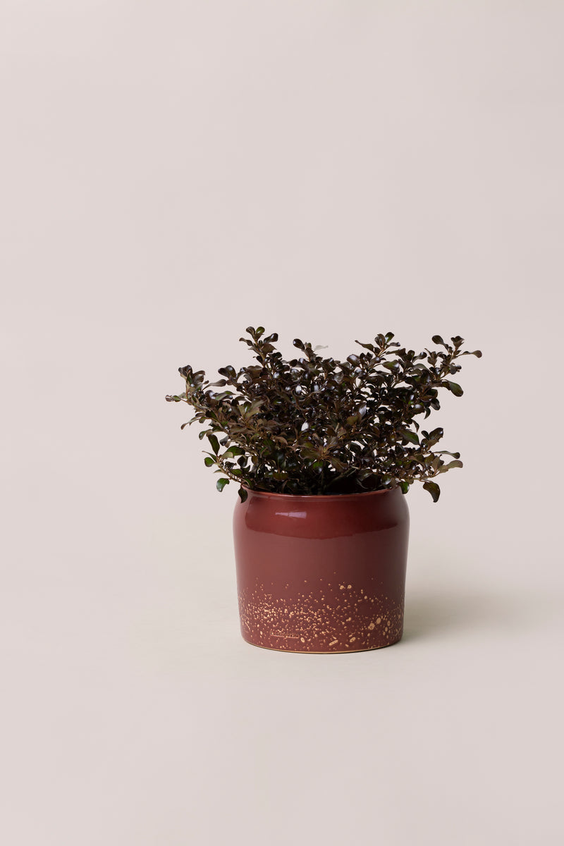 red planter with plant