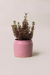 pink planter with plant