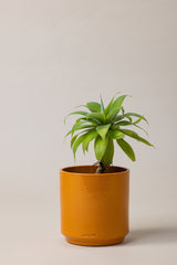 Terracotta glazed plant pot in yellow color with plant