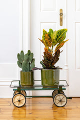 two Terracotta glazed plant pots in green color with plants