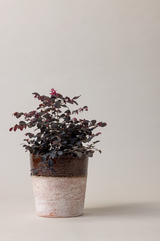 Aged terracotta glazed plant pot in brown color with plant.