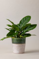 Aged terracotta glazed plant pot in green color with plant.