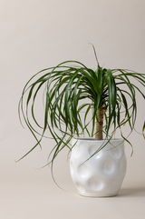 Terracotta glazed plant pot in white color with plant.