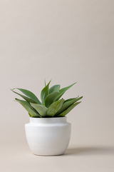Terracotta glazed plant pot in white color with plant