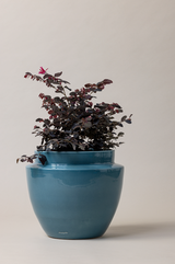 Terracotta glazed plant pot in blue color with plant
