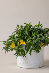 terracotta glazed plant pot in white color with plant