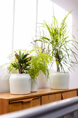 two Terracotta glazed plant pots in mint green color with plants