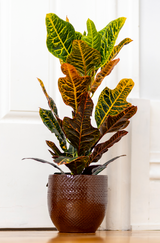 Terracotta glazed plant pot in dark brown color with plant..