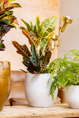 Set of 3 terracotta plant pots with plants on table.