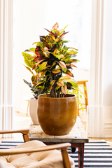 Terracotta plant pot in caramel color with plant on table..