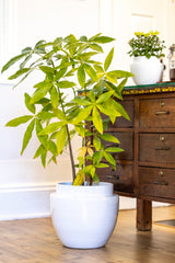 Terracotta glazed plant pot in white craclé color with plant