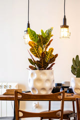Terracotta glazed plant pot in white color on table with plant inside..