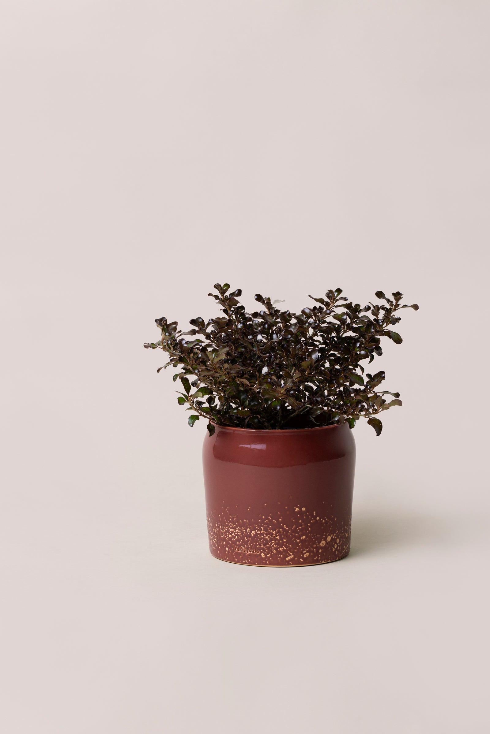 bolia botanique plant pot BOLBO