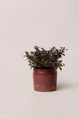 red planter with plant