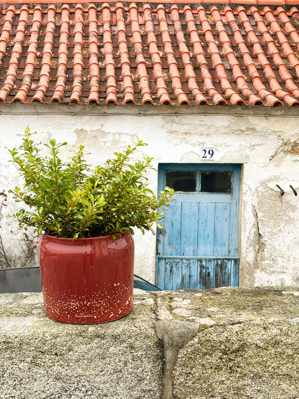 red planter on a rustic stone wall with an old house with blue door behind
