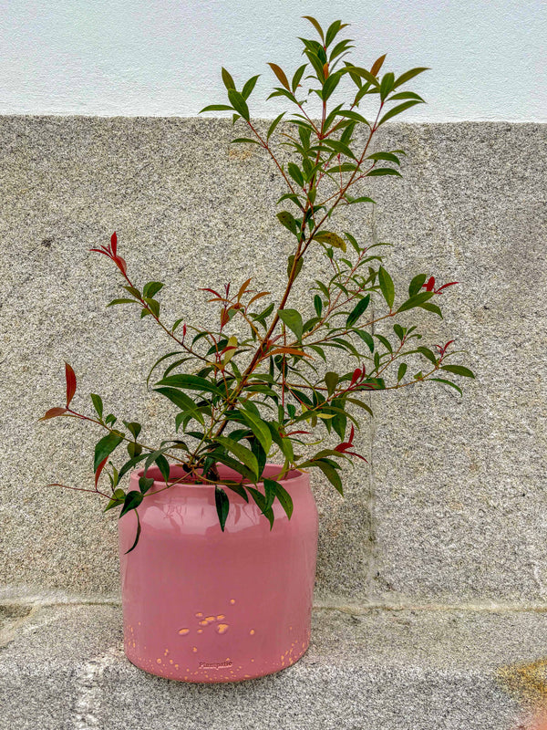 Pink planter with a plant against a rustic stone wall