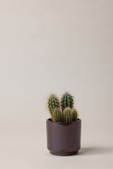 Terracotta glazed plant pot in brown color with plant