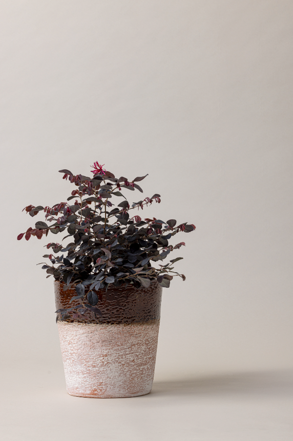 briscoes plant pots TOSCO PACK