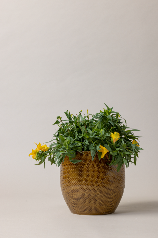 Terracotta glazed plant pot in caramel color with plant and flowers.
