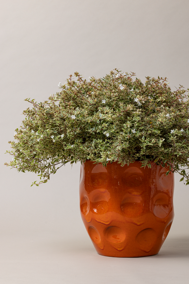 LUA PACK Terracotta Glazed Plant Pots Set, Sunburst Orange Plantpatio