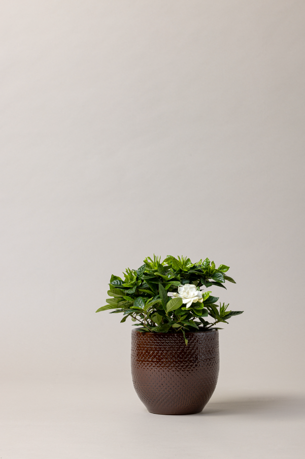 Terracotta glazed plant pot in dark brown color with plant.