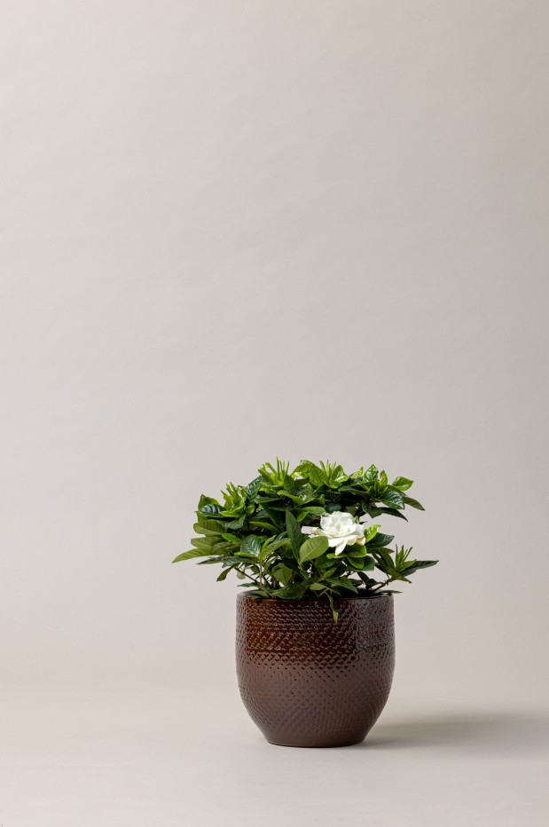 order plant pots CATO PACK