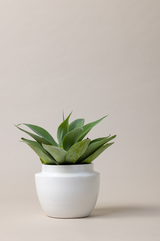 Terracotta glazed plant pot in white craclé color with plant