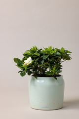 Terracotta glazed plant pot in mint green color with plant