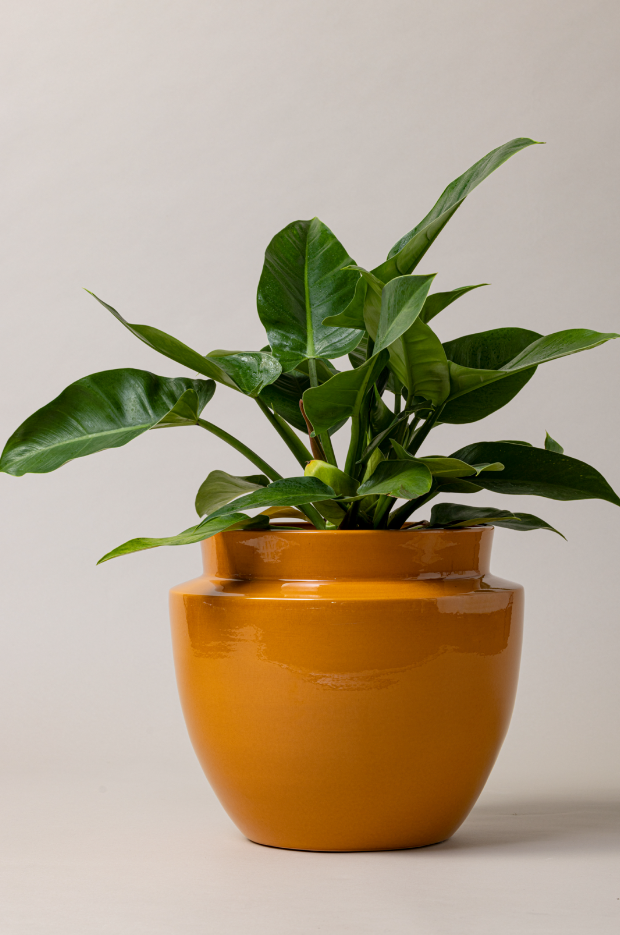 Terracotta glazed plant pot in yellow color with plant