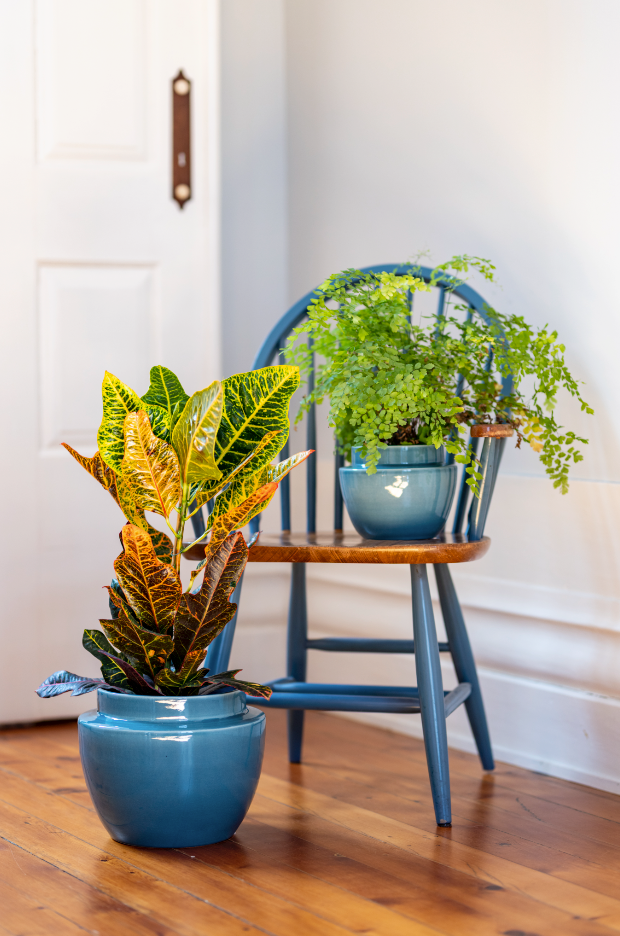 two Terracotta glazed plant pots in blue color with plants