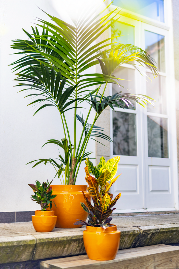 three Terracotta glazed plant pots in yellow color with plants