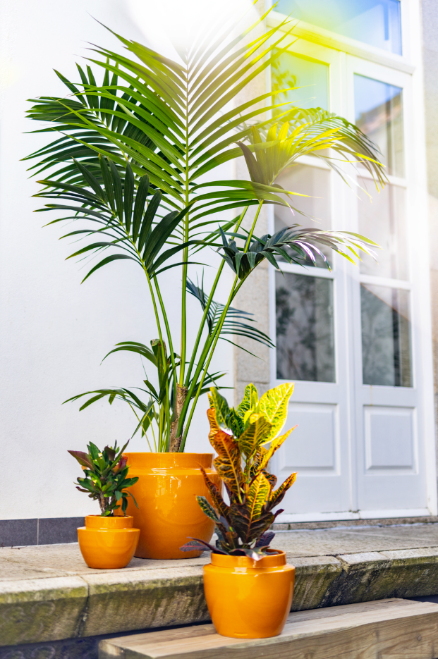 plant in yellow pot BILHA