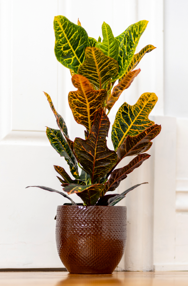 Terracotta glazed plant pot in dark brown color with plant.