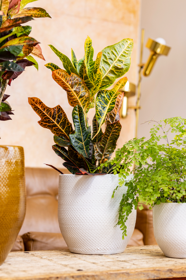 white pot with plant CATO