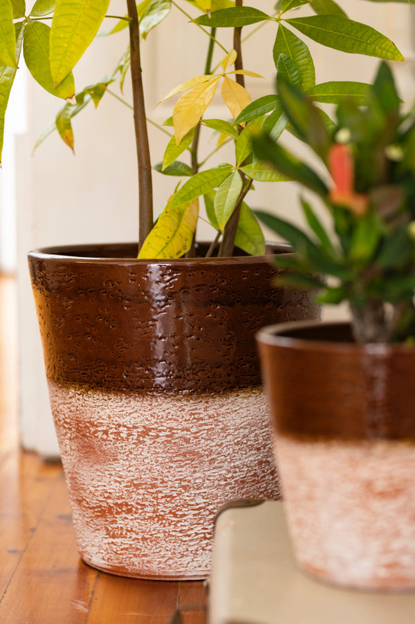 Set of 2 aged terracotta glazed plant pots in brown color with plants.