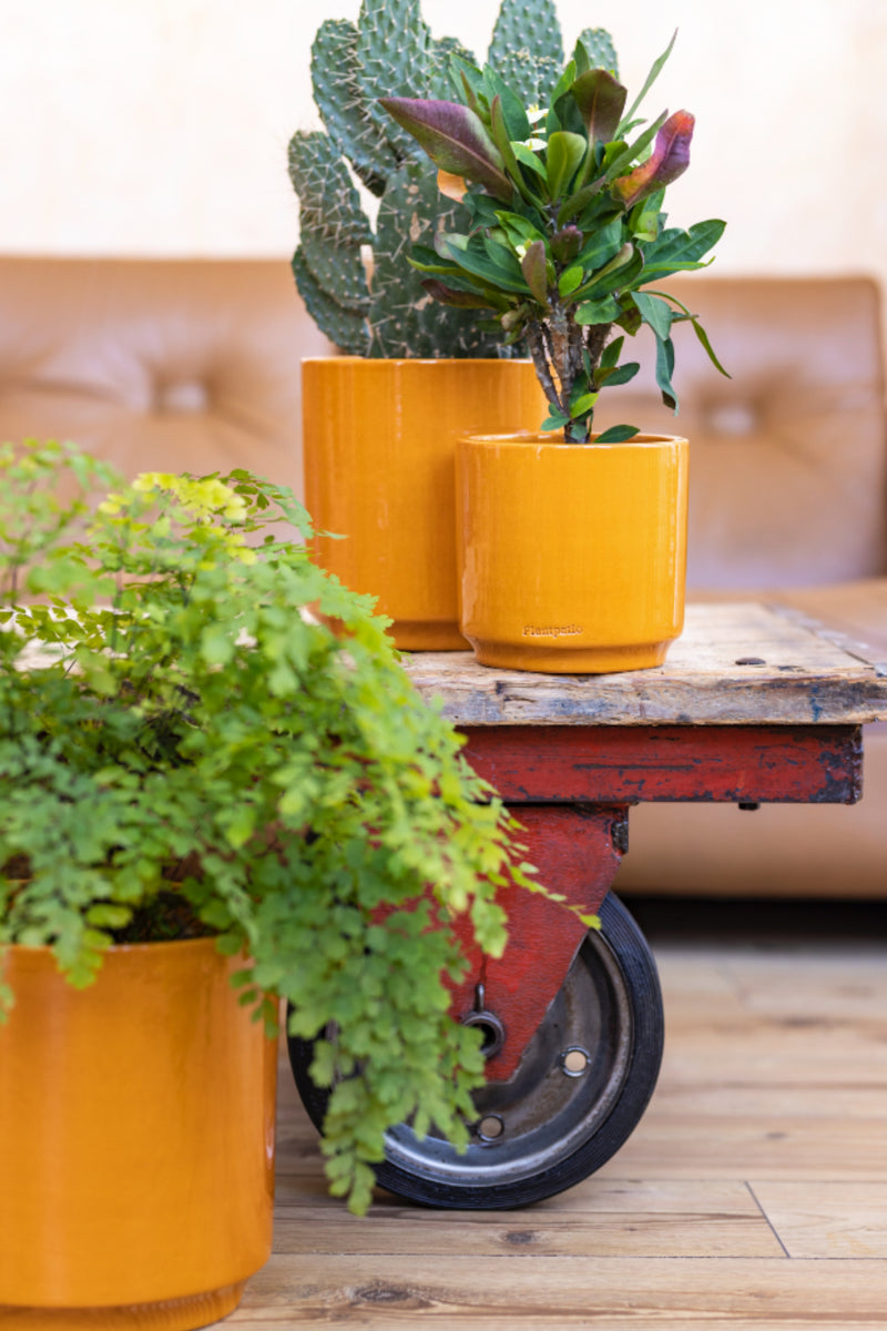 Set of three Terracotta glazed plant pots of different sizes in yellow color with plants